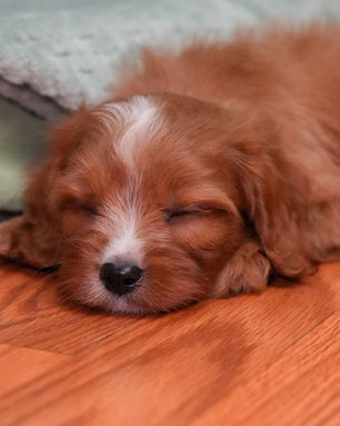Bandit, Cavapoo puppy, photo 24