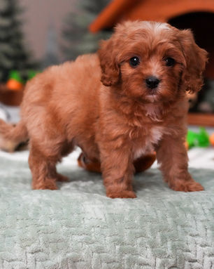 Rowdy, Cavapoo puppy, photo 2