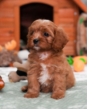 Rowdy, Cavapoo puppy, photo 18