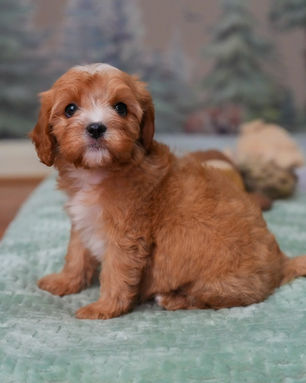 Ruckus, Cavapoo puppy, photo 16
