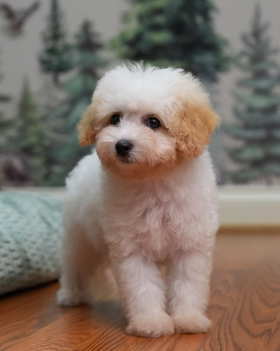 Wally (M)
