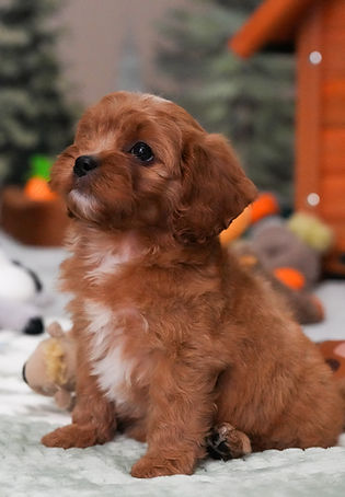 Red Cavapoo puppy with a white chest sitting on a blanket at Conner Creek Cavapoos