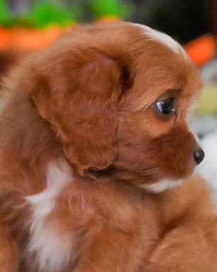 Bandit, Cavapoo puppy, photo 13