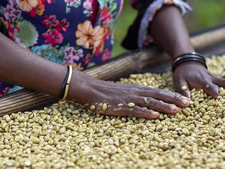 Empowering Africa’s women farmers
