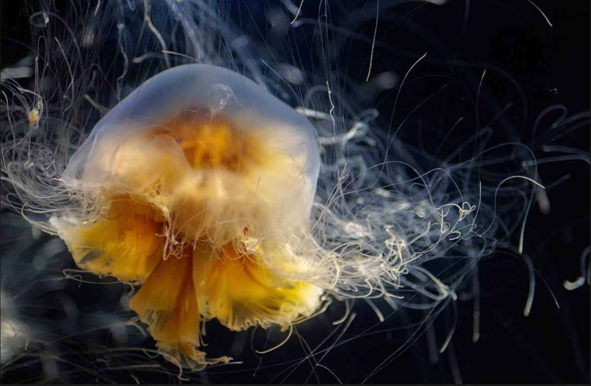 Nature, Honorable Mention