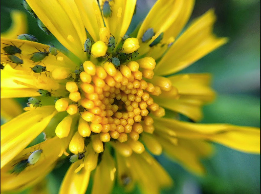 Nature, 1st place