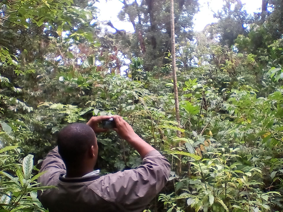 Birds Watcher
