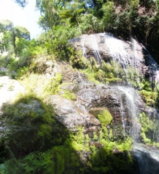 ShagayuForest014.jpg