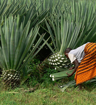 sisal.jpg