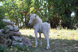 Phaeren des Monts d'Auvergne