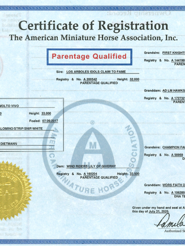 Papier d'un cheval miniature américain (AMHA)
