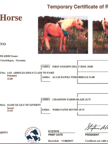 Papier d'un cheval miniature américain (AMHR)