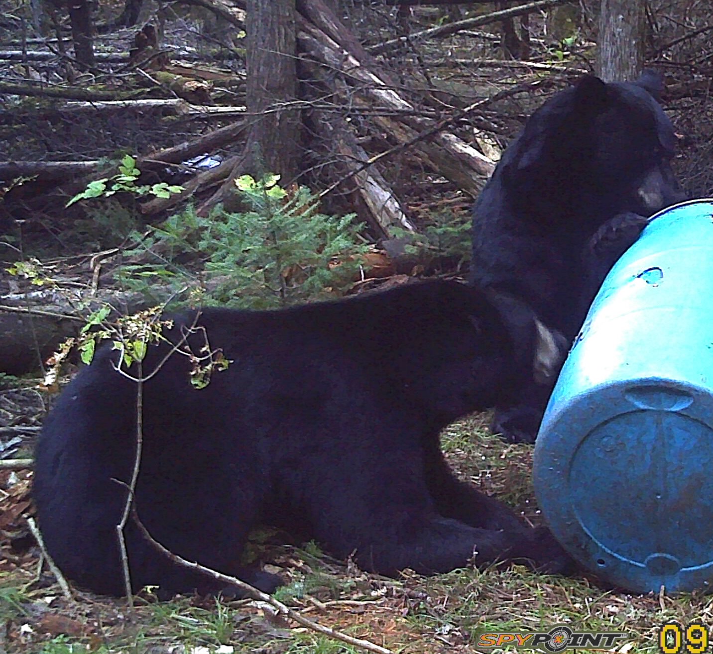 Southern Ontario Bears