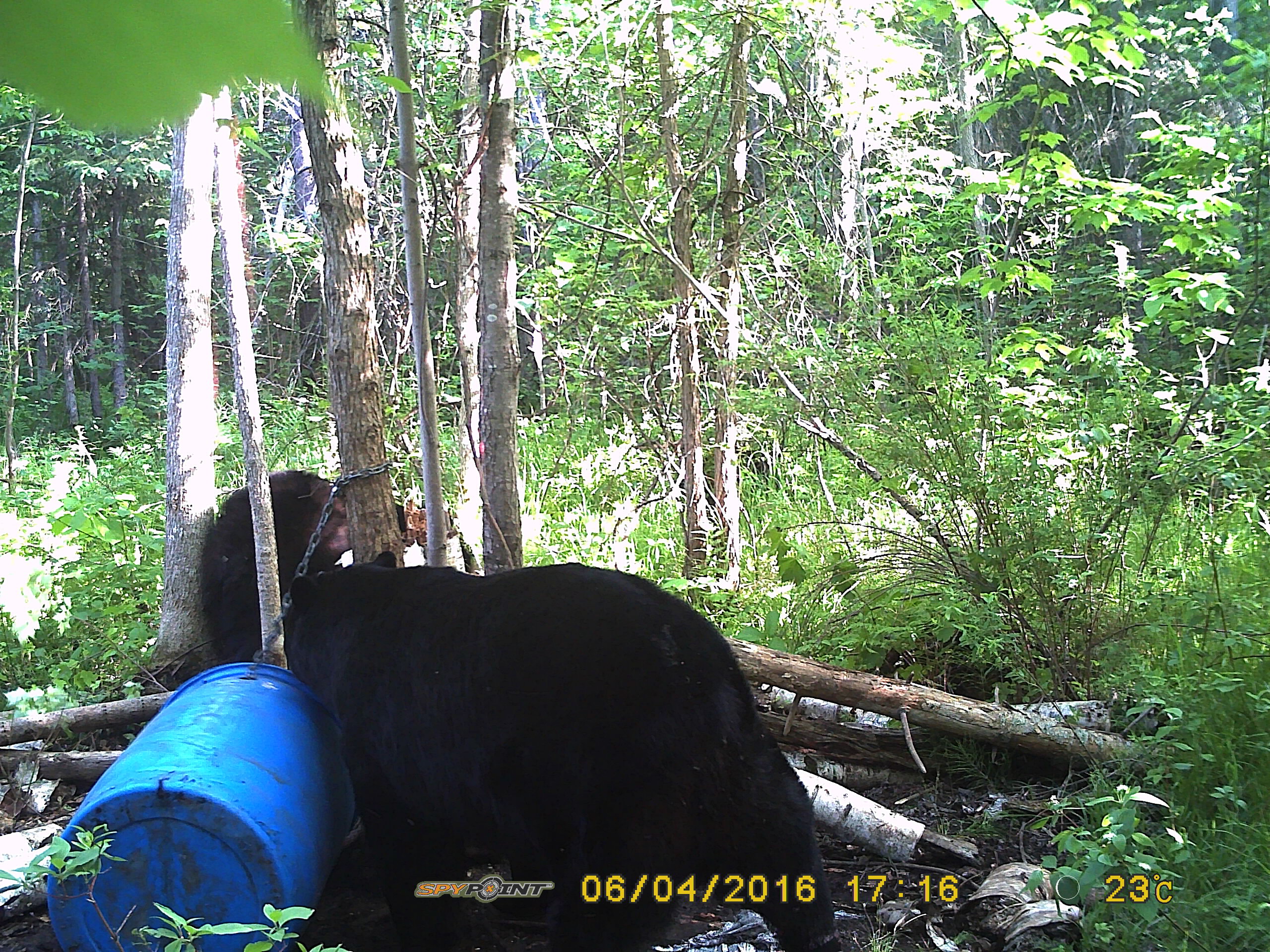 2016 Spring Bear Hunt - Southern Ont