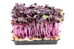 purplesango