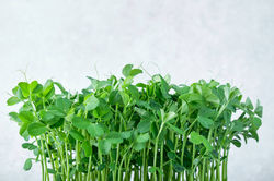 peashoots