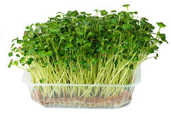 whiteradish