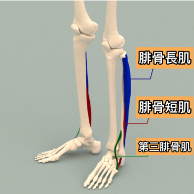 腓骨長肌 腓骨短肌 第三腓骨肌