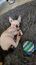 Male Sphynx Bi-color Mink