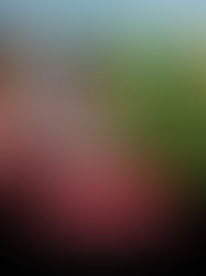 Kati Bihu: The Quiet Festival that Teaches Us to Wait