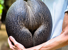 Female coconut Coco de mer souvenir landmark of Seychelles closeup view.jpg