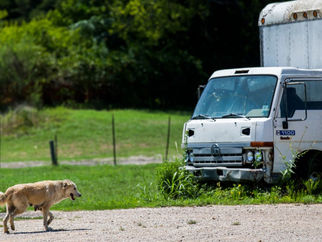 With tacos and patience, a rescue group saves more than 2 dozen dogs in southern Dallas County