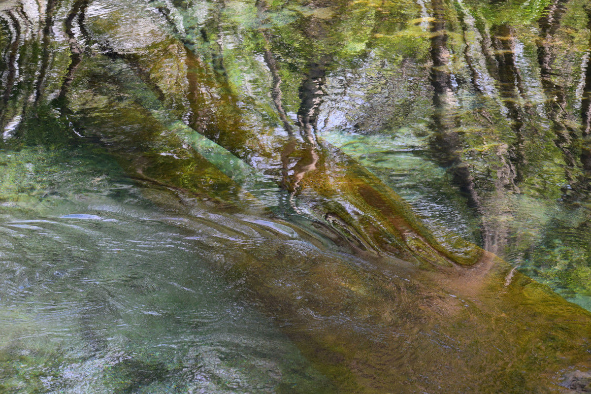 Manatee Springs Run-Tree - Taylor Mars