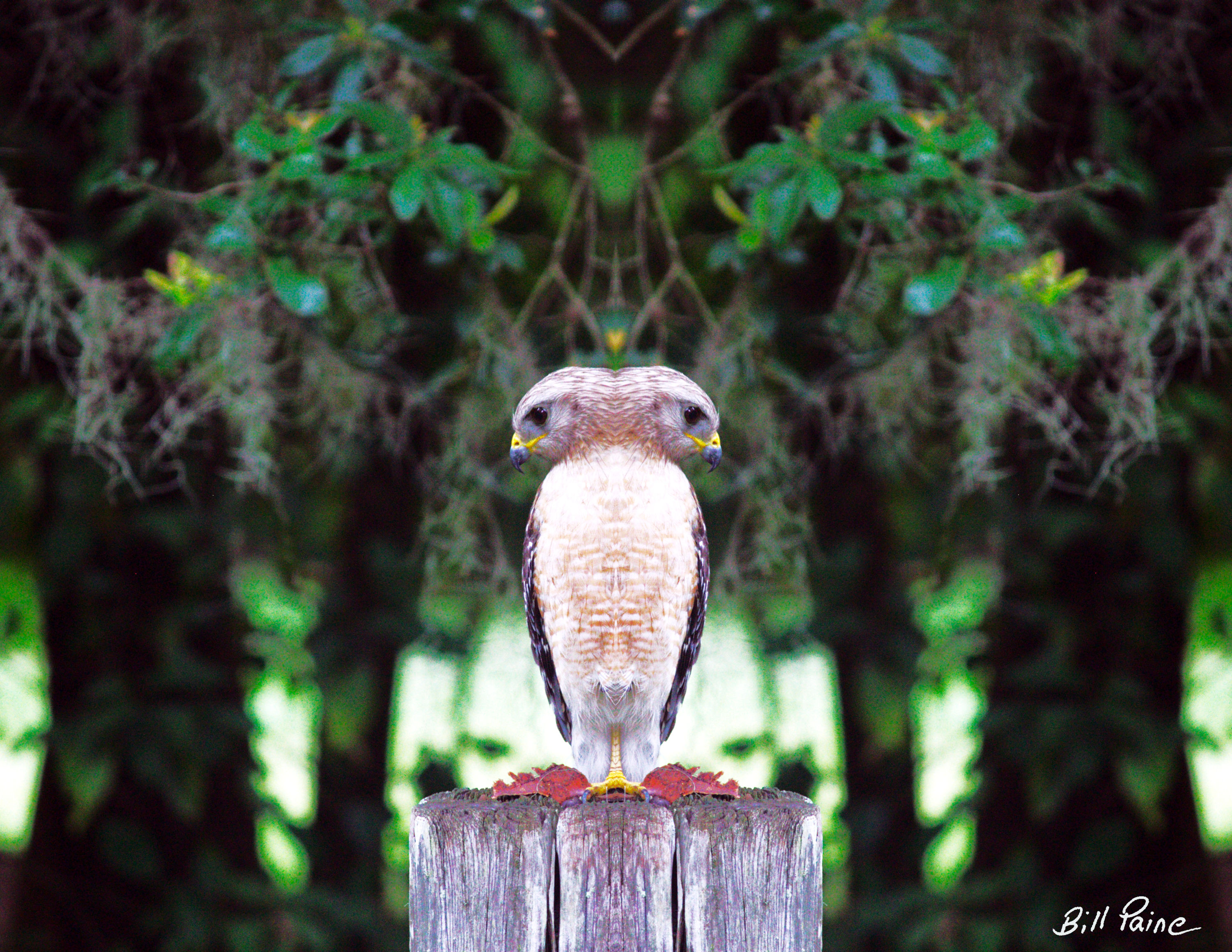 Mother Nature Knows - Bill Paine