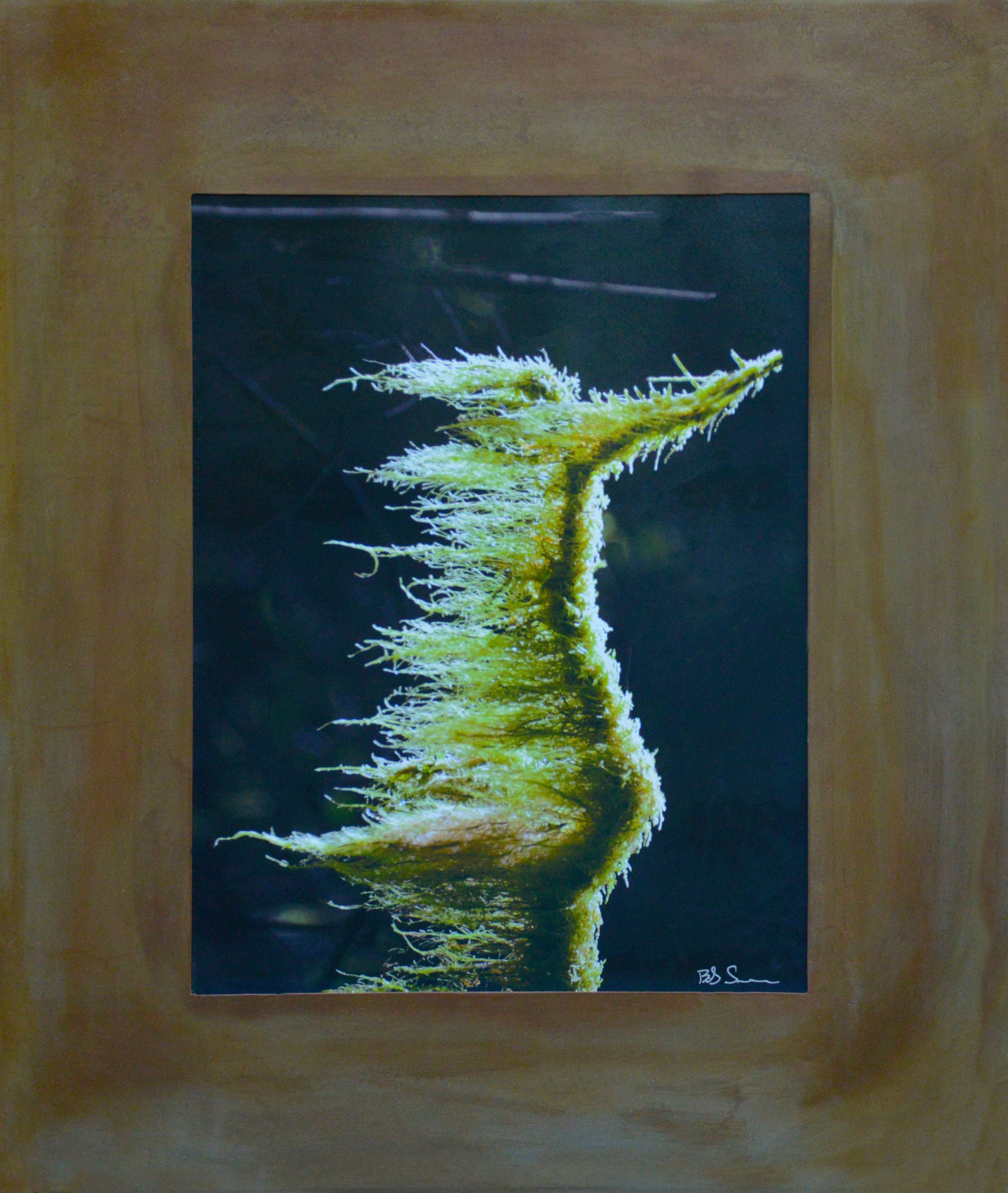 Senesac_Coviditity - Bob Senesac