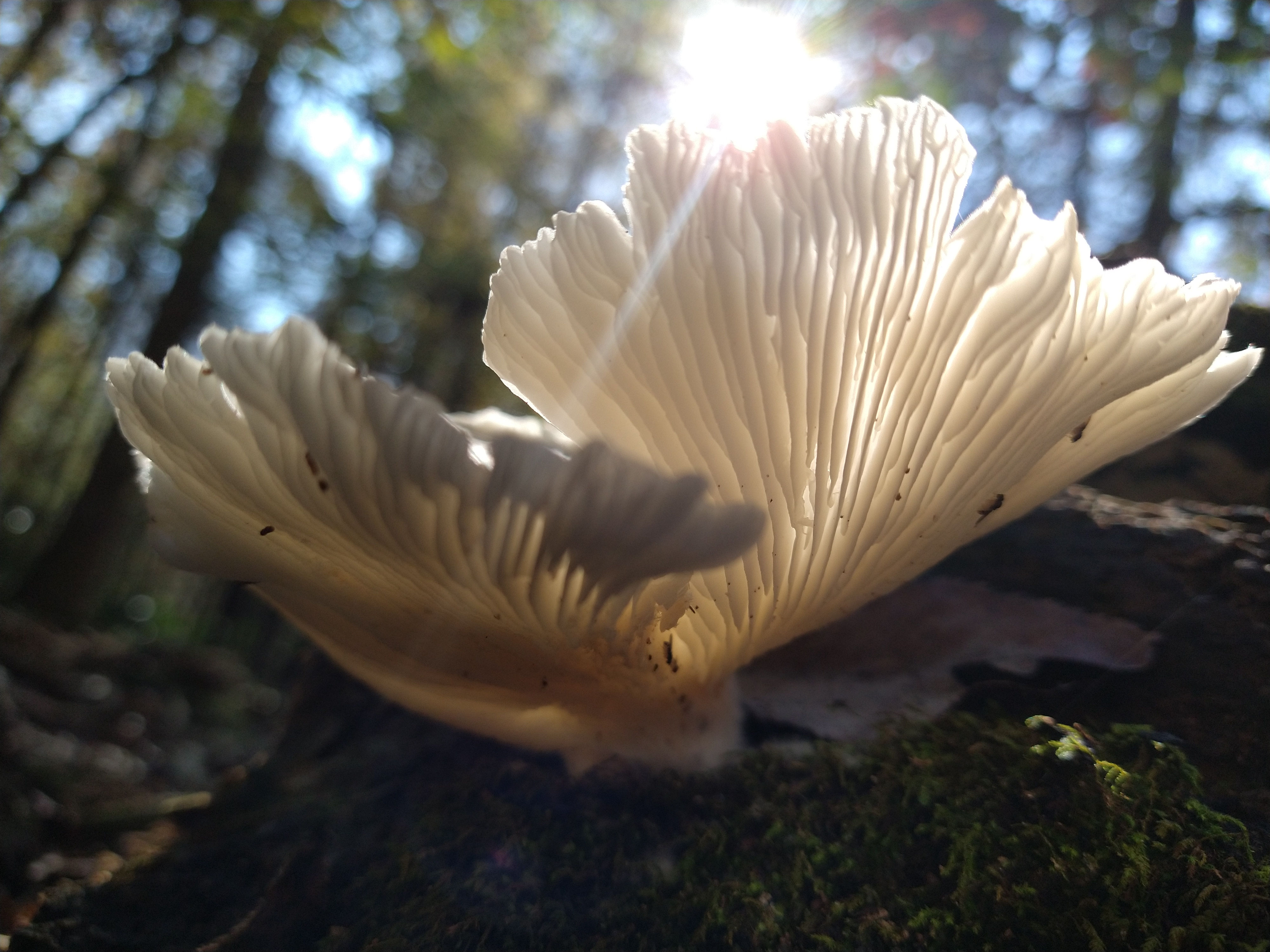 Majestic Morning Mushroom - Kristin Powers
