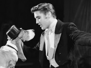 Elvis singing to a basset hound dog
