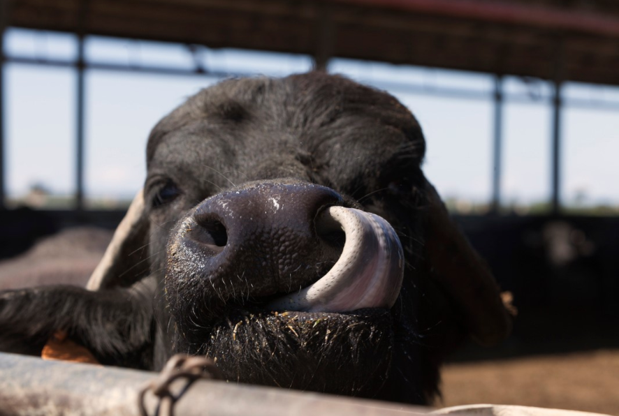 Schermata 2021-04-05 alle 20.24.40.png