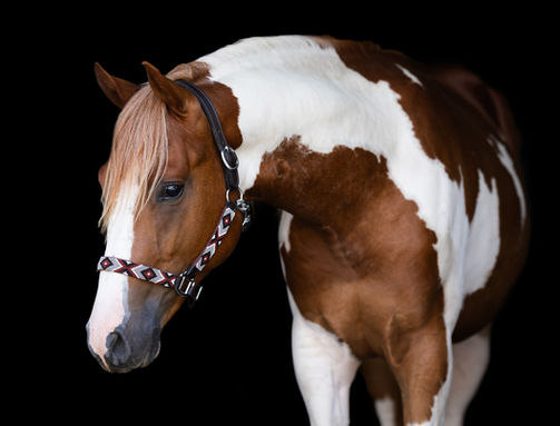 Investment In Art nakomelingen, Investment In Art offspring,