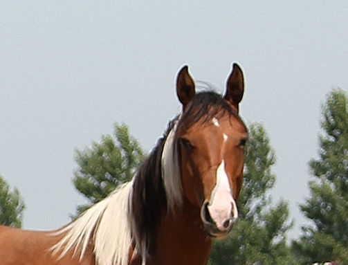 Investment In Art nakomelingen, Investment In Art offspring,