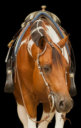 Investment In Art, Dekhengst, breeding stallion, homozygoot tobiano, american Paint horse, bont, bruin bont, bont paard, homozygous tobiano, bay tobiano