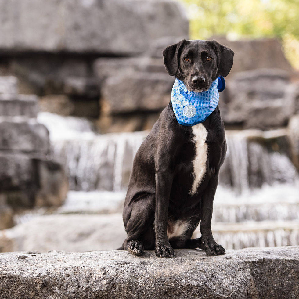 Thumbnail: ICE BAND - Dog Cooling Bandana - Blue
