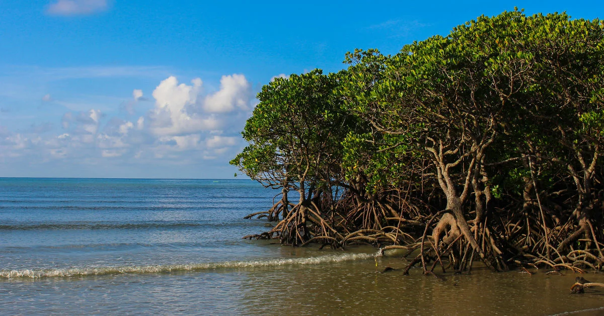 Mangrove-forest-growing-in-the-sea.webp