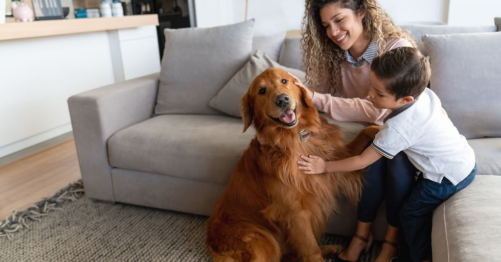 Pets in Your Rental Property: What You Should Know