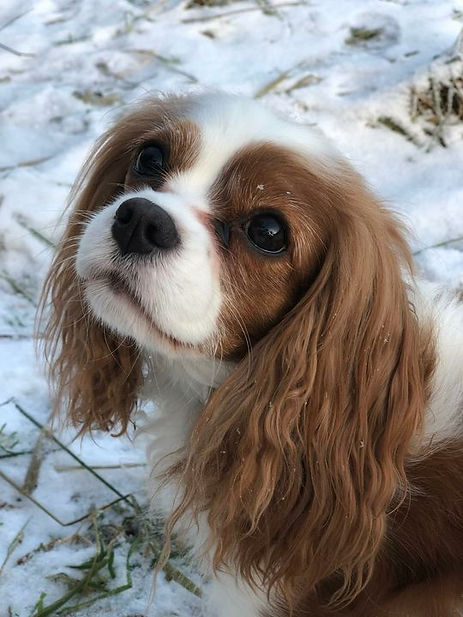 26685384_10215743514246014_6200233720175