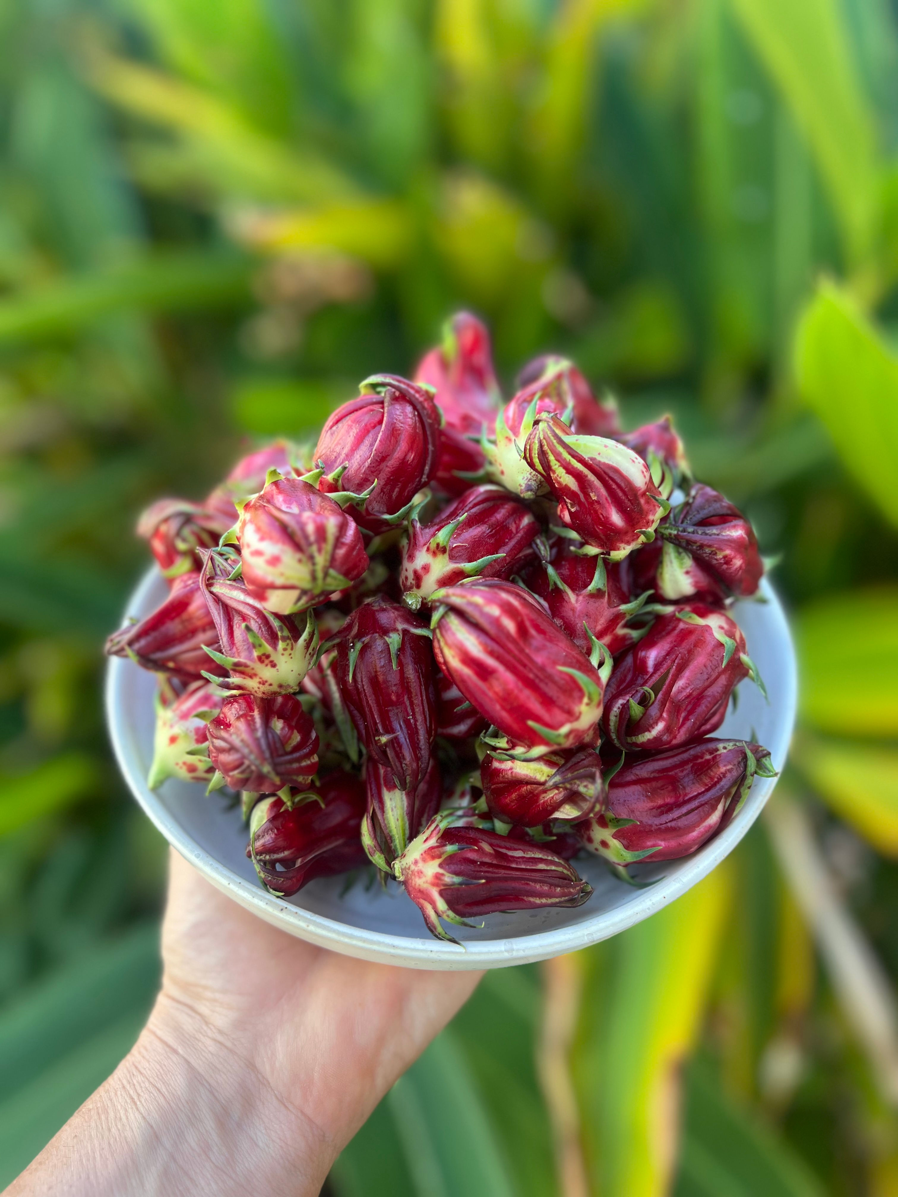 Jamaican Hibisucs - Roselle (1 lb fresh/whole)