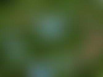 13. Weiterbildung Umweltbildung/ Bildung für nachhaltige Entwicklung