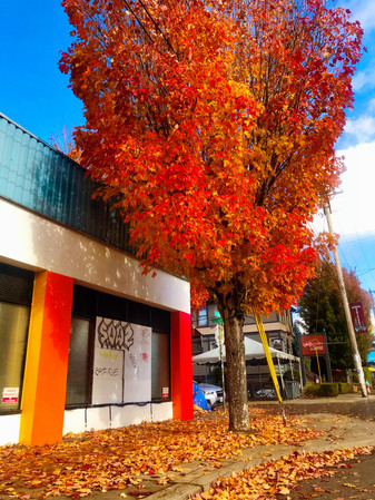 Autumn red orange tree, Portland, Oregon  10/30/2021 © Melissa Mermin photographer