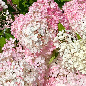 White and pink hydrangea flowers.