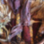 Indian Corn