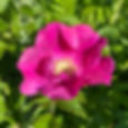 Rosa Rugosa
