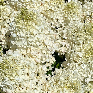 Little Hottie hydrangea with white flowers