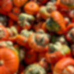 Mini Turban Squash