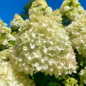 Little Lime hydrangea tree with white-yellow flowers