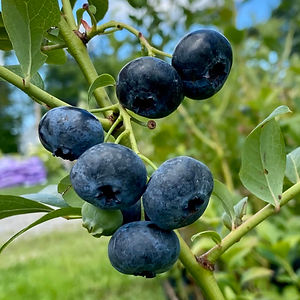 Bluecrop blueberries