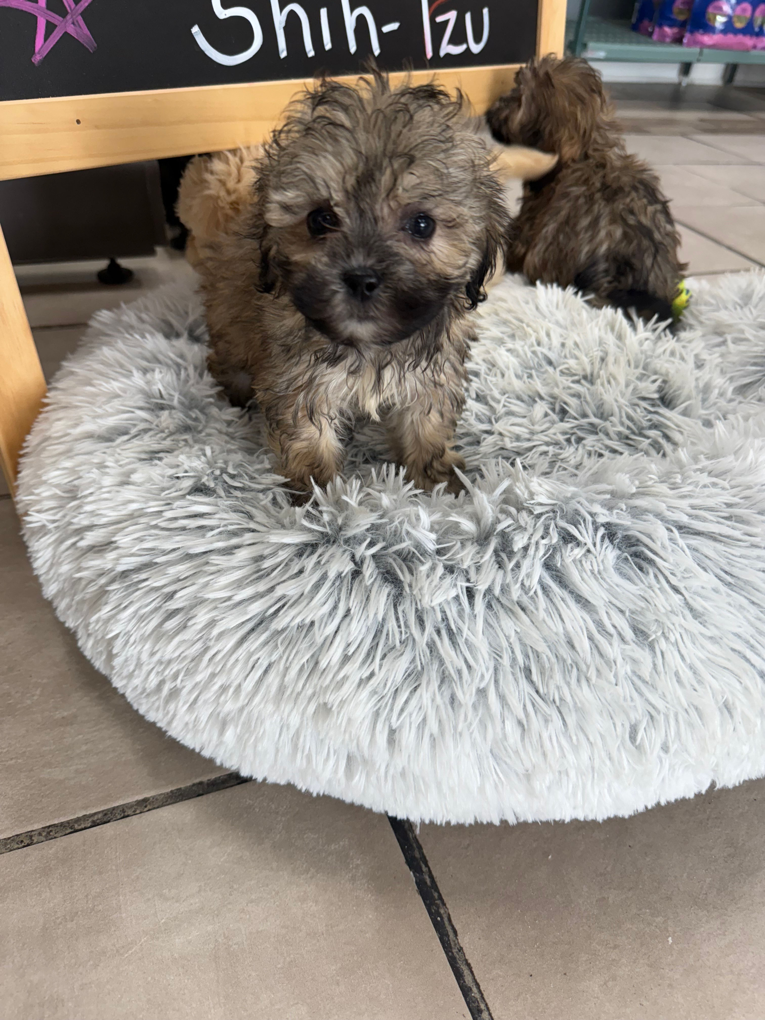 Shih-Poo Female (sold)